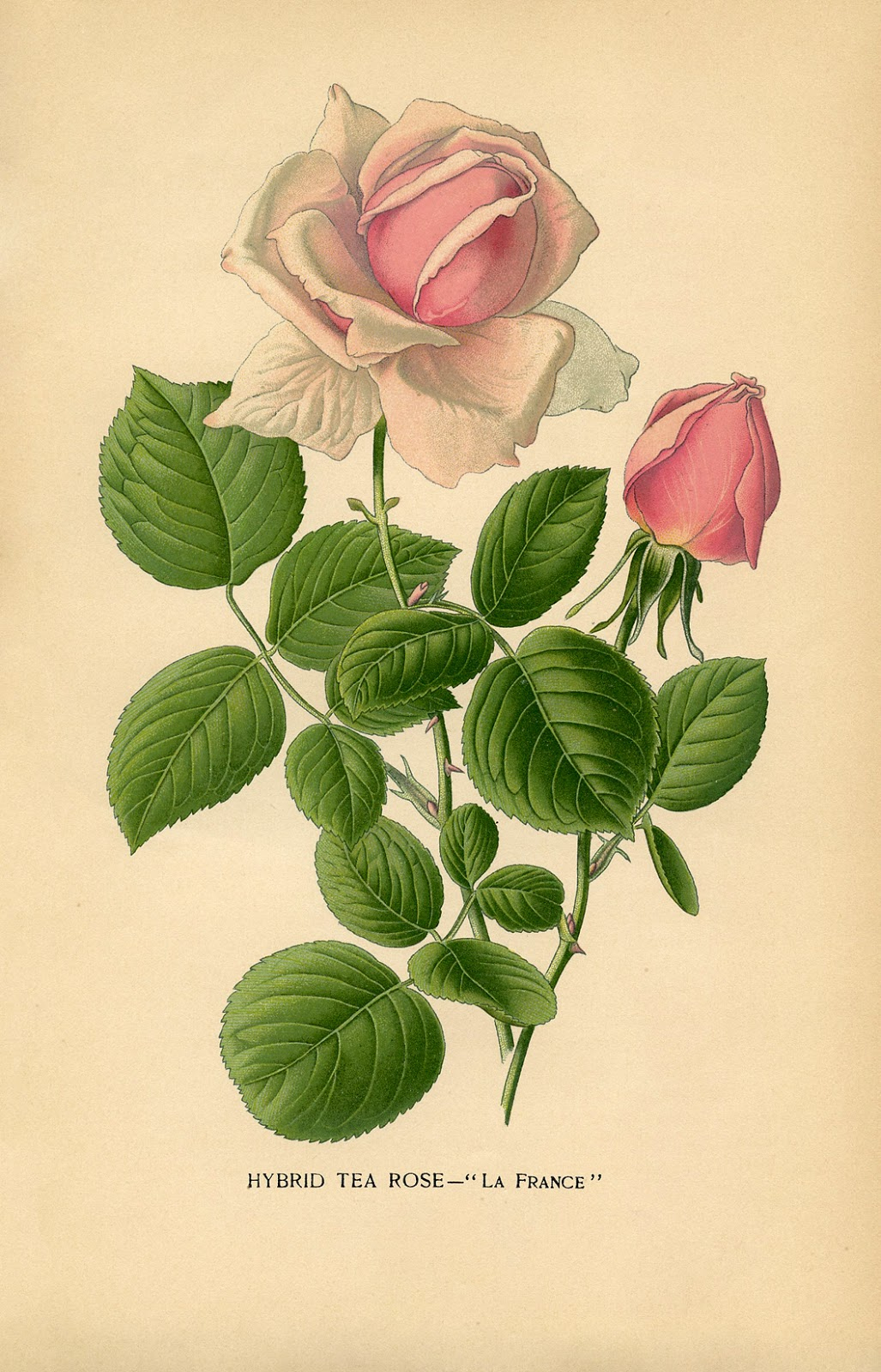 free-printable-roses