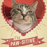 12 Kitty Cat Valentine's Day Cards That Will Make You Aww – Sheknows   Free Printable Cat Valentine Cards