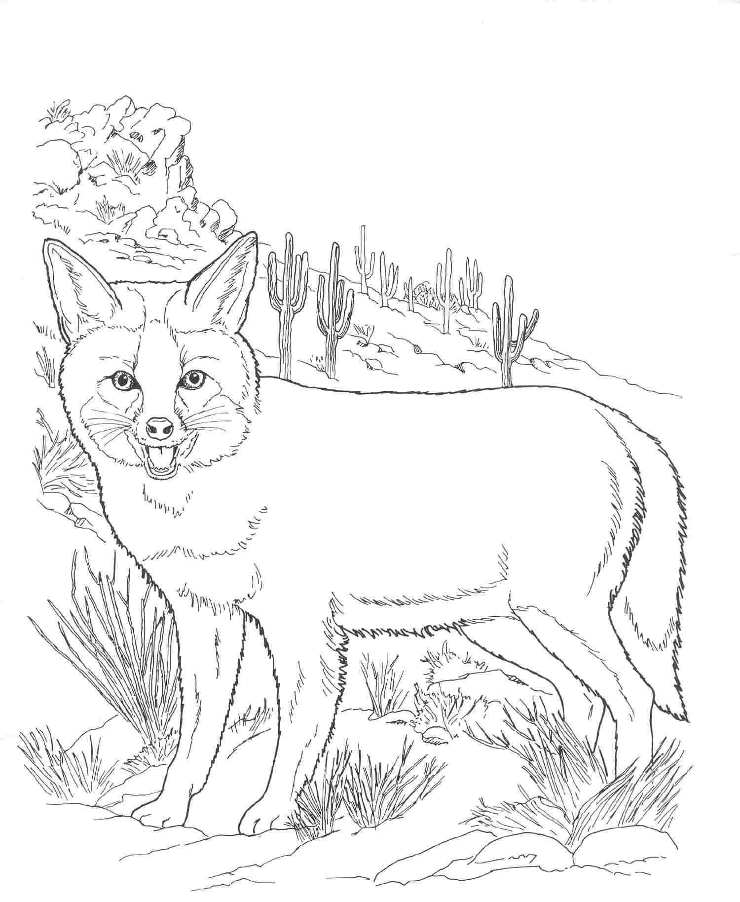 30 Coloring Pages Desert | Coloring Pages | Pinterest | Animal - Free Printable Desert Animals