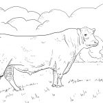 Angus Bull Coloring Page | Free Printable Coloring Pages   Coloring Pages Of Cows Free Printable