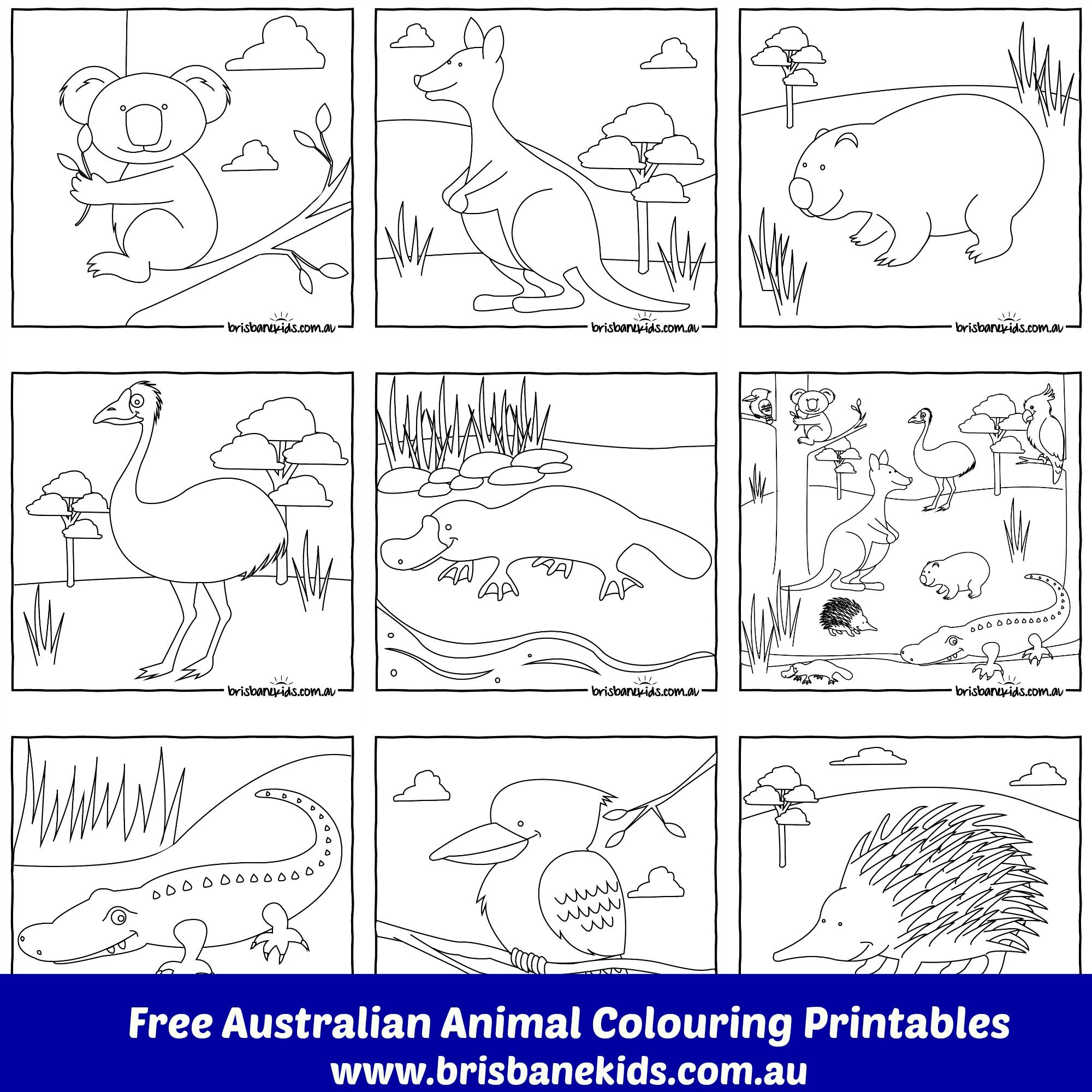 Australian Animals Colouring Pages | Australia | Pinterest - Free Printable Pictures Of Australian Animals
