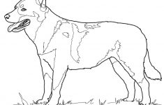 Australian Cattle Dog Coloring Page | Free Printable Coloring Pages - Free Printable Dog Coloring Pages