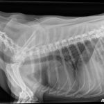 Barker Animal Hospital   Veterinarian In Chesapeake, Va Us   Free Printable Animal X Rays