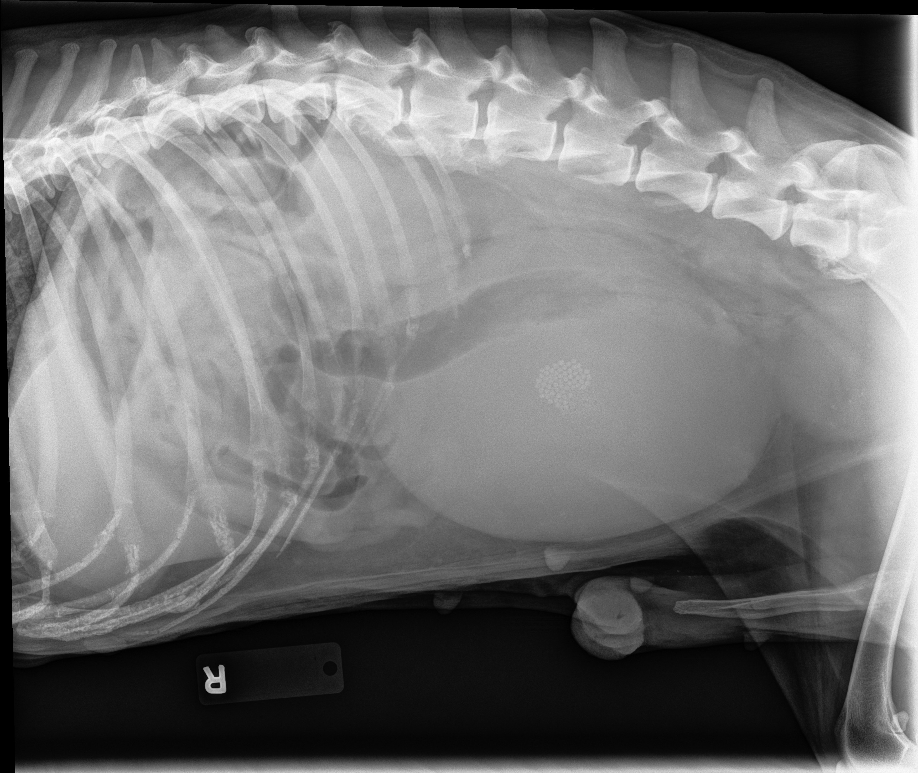 Barker Animal Hospital - Veterinarian In Chesapeake, Va Us - Free Printable Animal X Rays
