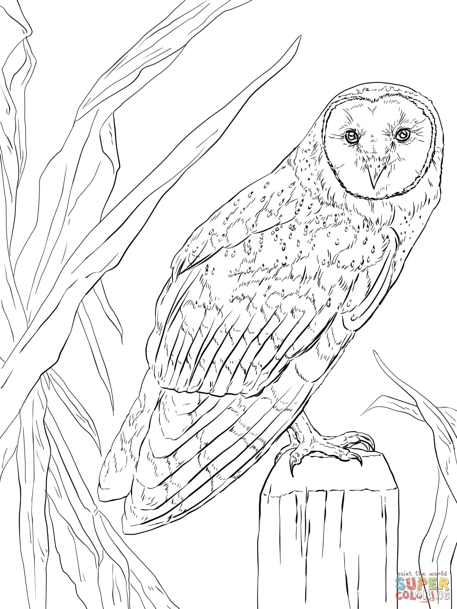 Barn Owl Coloring Page | Free Printable Coloring Pages - Free Printable Barn Coloring Pages