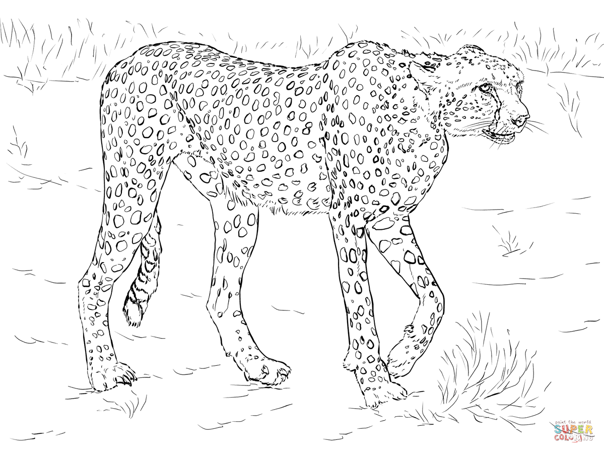 Cheetah Coloring Pages | Free Coloring Pages - Free Printable Cheetah Pictures