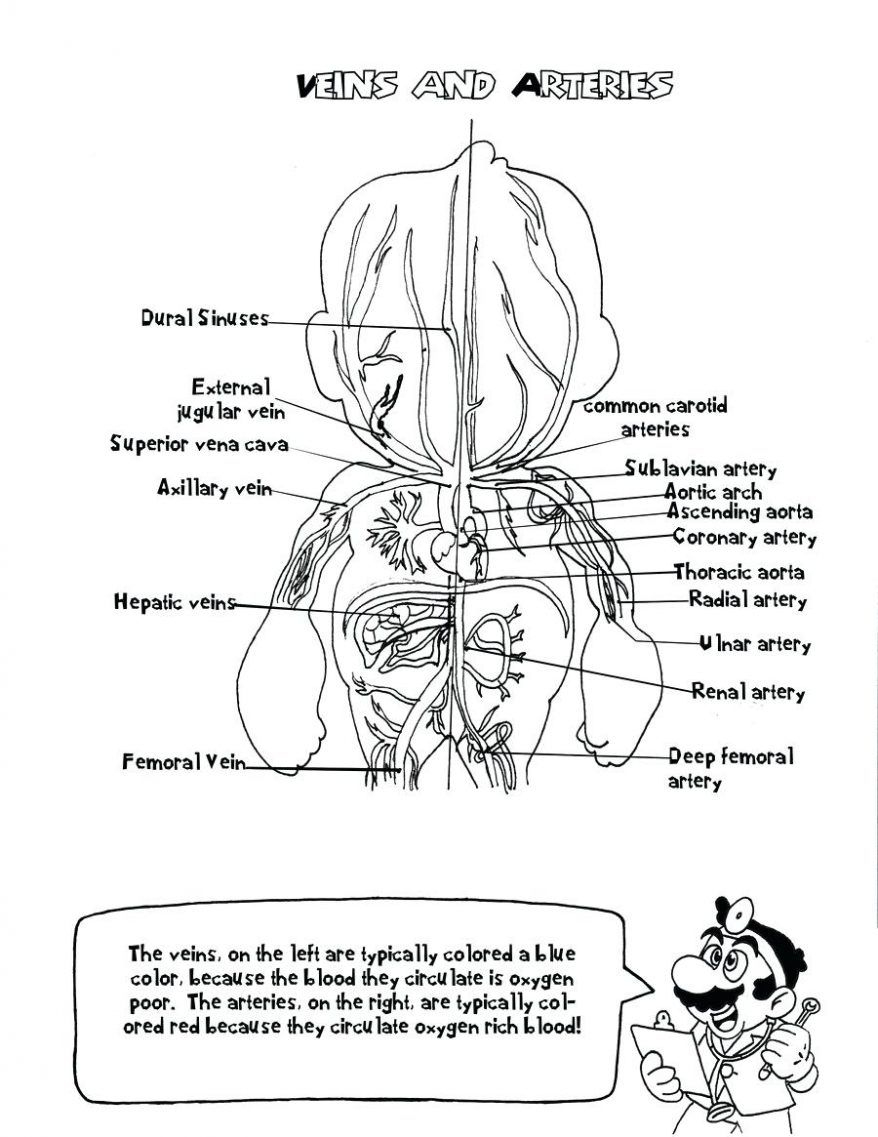 Coloring: Anatomy Coloring Pages Free 6 Printable 94 Cool And - Free Anatomy Coloring Pages Printable