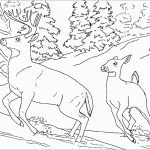 Coloring Pages : Amazing Wild Animal Coloring Sheets Pages Book   Free Printable Wild Animal Coloring Pages