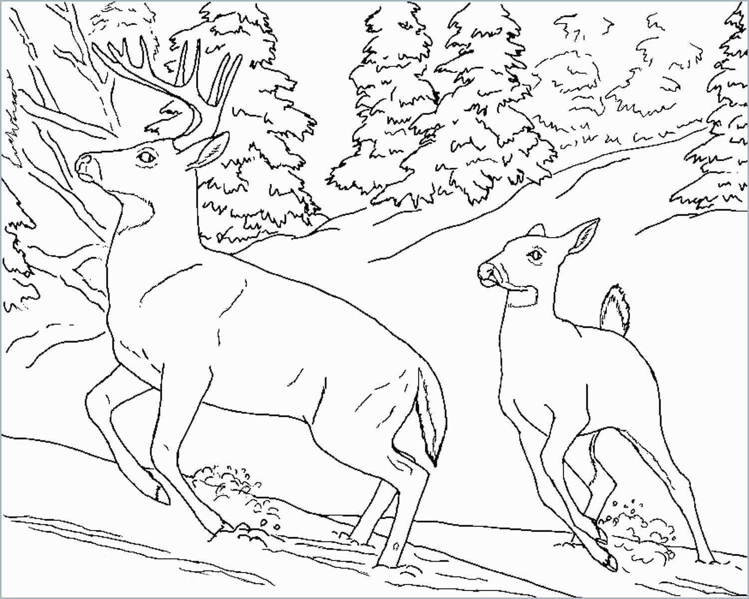 Coloring Pages : Amazing Wild Animal Coloring Sheets Pages Book - Free Printable Wild Animal Coloring Pages