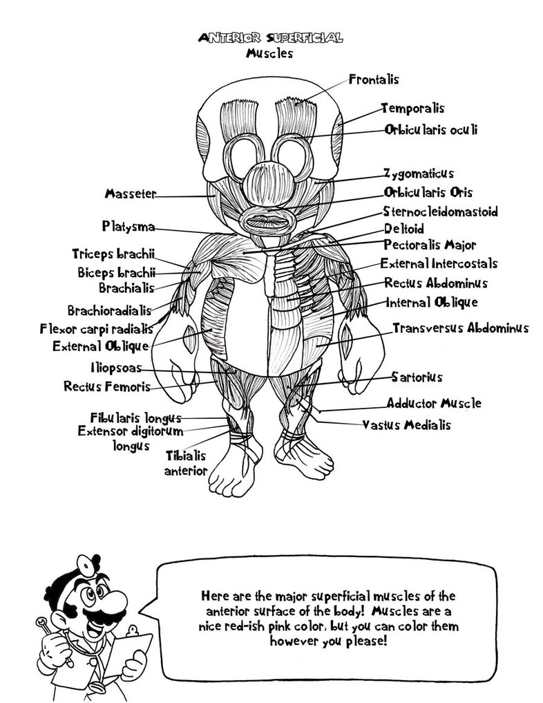 Coloring Pages : Anatomy Coloring Book Onlineart Exhibitionanatomy - Free Anatomy Coloring Pages Printable