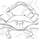 Coloring Pages : Atlantic Ocean Blue Crab Coloring Page Free   Free Printable Horseshoe Coloring Pages