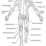 Coloring Pages : Coloring Pages Human Anatomy Futurama Me Remarkable   Free Printable Anatomy Pictures