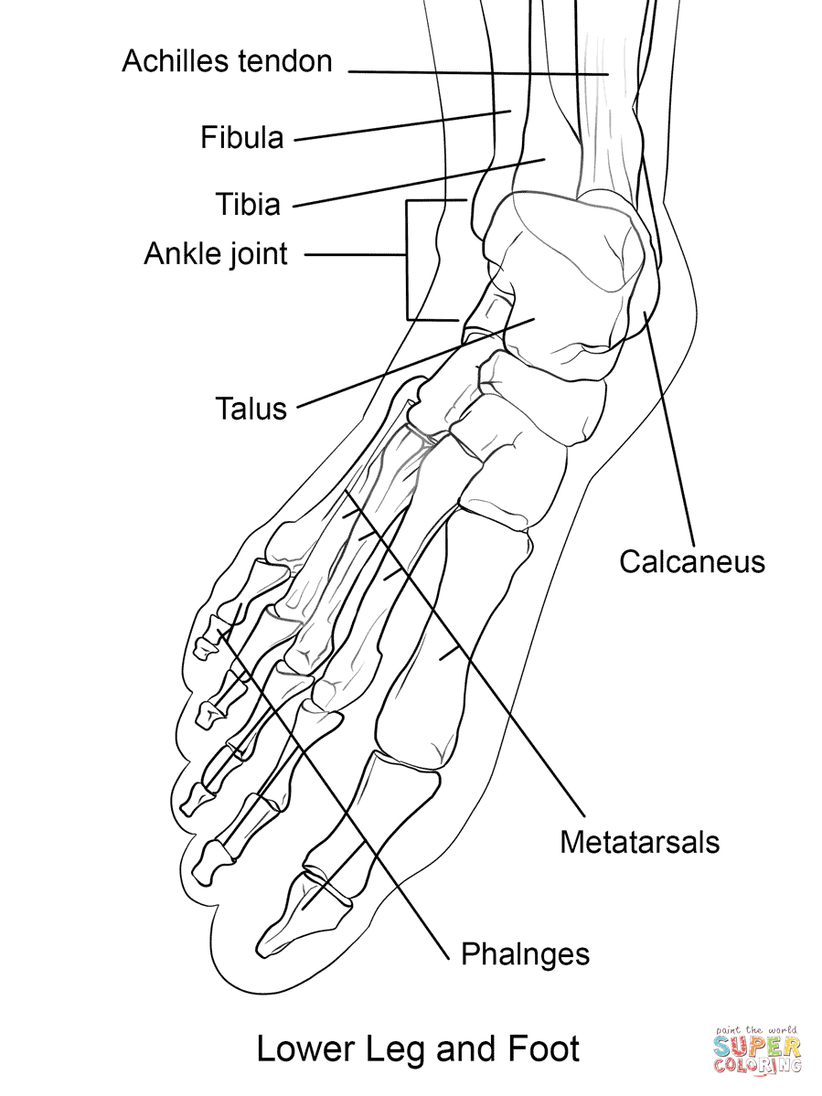 Coloring Pages : Free Printable Anatomy Coloring Pages For - Free Printable Anatomy Pictures