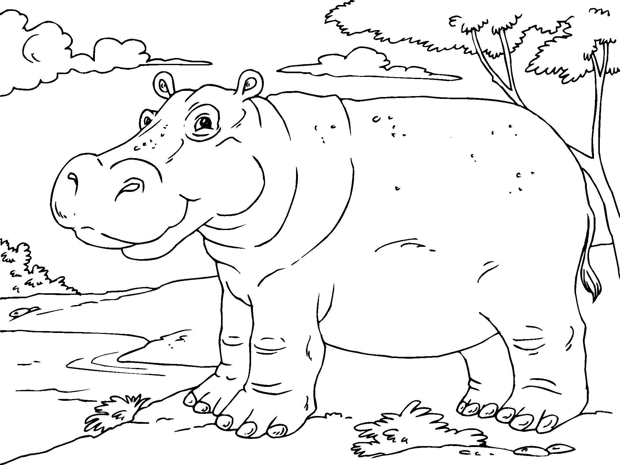 Colouring Pages Hippo Coloring Pages In Painting Free Coloring - Free Printable Hippo Coloring Pages