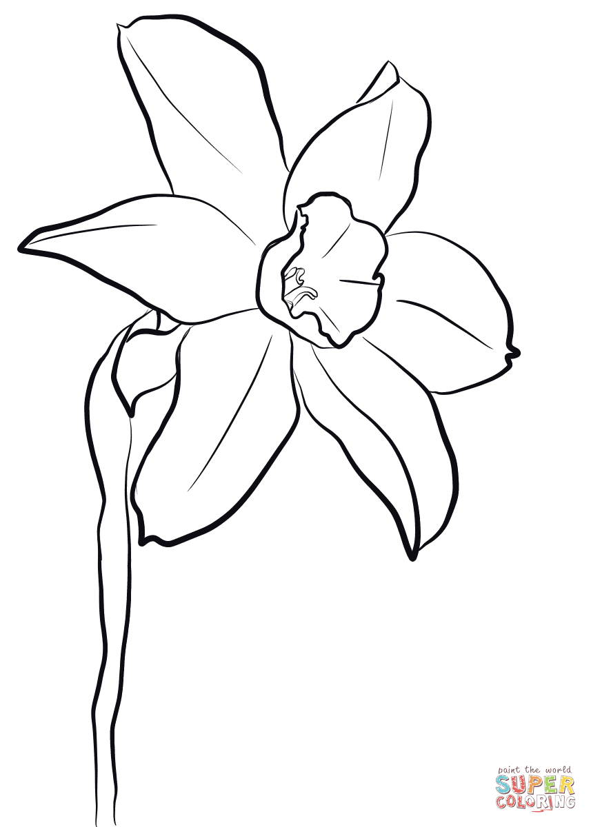 Daffodil Coloring Page | Free Printable Coloring Pages - Free Printable Pictures Of Daffodils
