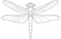 dragonfly coloring page free printable coloring pages free printable pictures of dragonflies Dragonfly Coloring Page | Free Printable Coloring Pages - Free Printable Pictures Of Dragonflies