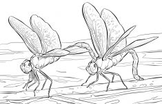 Dragonfly Coloring Pages | Free Coloring Pages - Free Printable Pictures Of Dragonflies