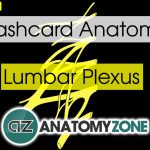 Flashcards • Anatomyzone   Free Printable Muscle Flashcards