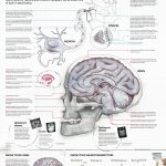 Free Anatomy Posters Download   Anatomical Poster   Free Printable Anatomy Pictures