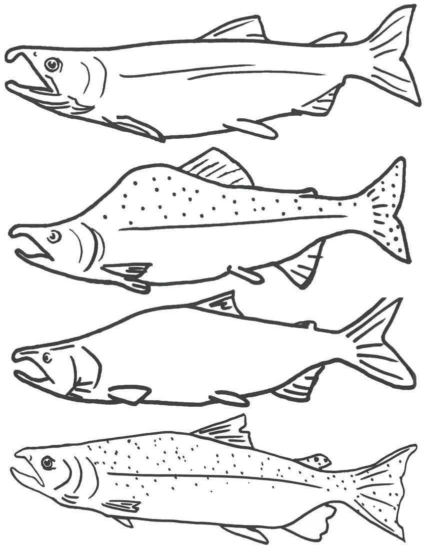 Free Coloring Page Of Salmon Fish, Free Printable Fish Coloring - Free Printable Fish Coloring Pages