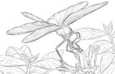 Free Dragonfly Coloring Pages For Adults | Yellow Winged Darter - Free Printable Pictures Of Dragonflies