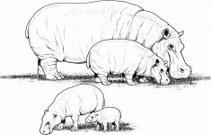 free hippo coloring pages free printable hippo coloring pages Free Hippo Coloring Pages - Free Printable Hippo Coloring Pages