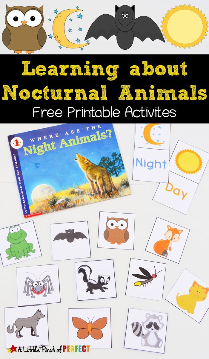 Free Nocturnal Animals Printables | Kindergarten | Nocturnal Animals - Free Printable Animal Classification Cards