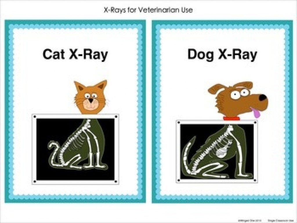 Printable Animal X Rays