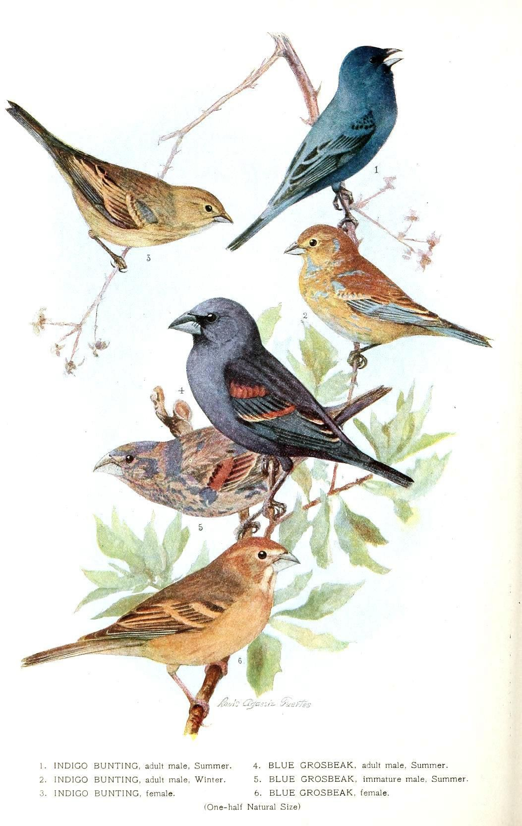 Free Printable - Bird - Indigo Grossbeak | Birds &amp;amp; Cages | Vintage - Free Printable Images Of Birds