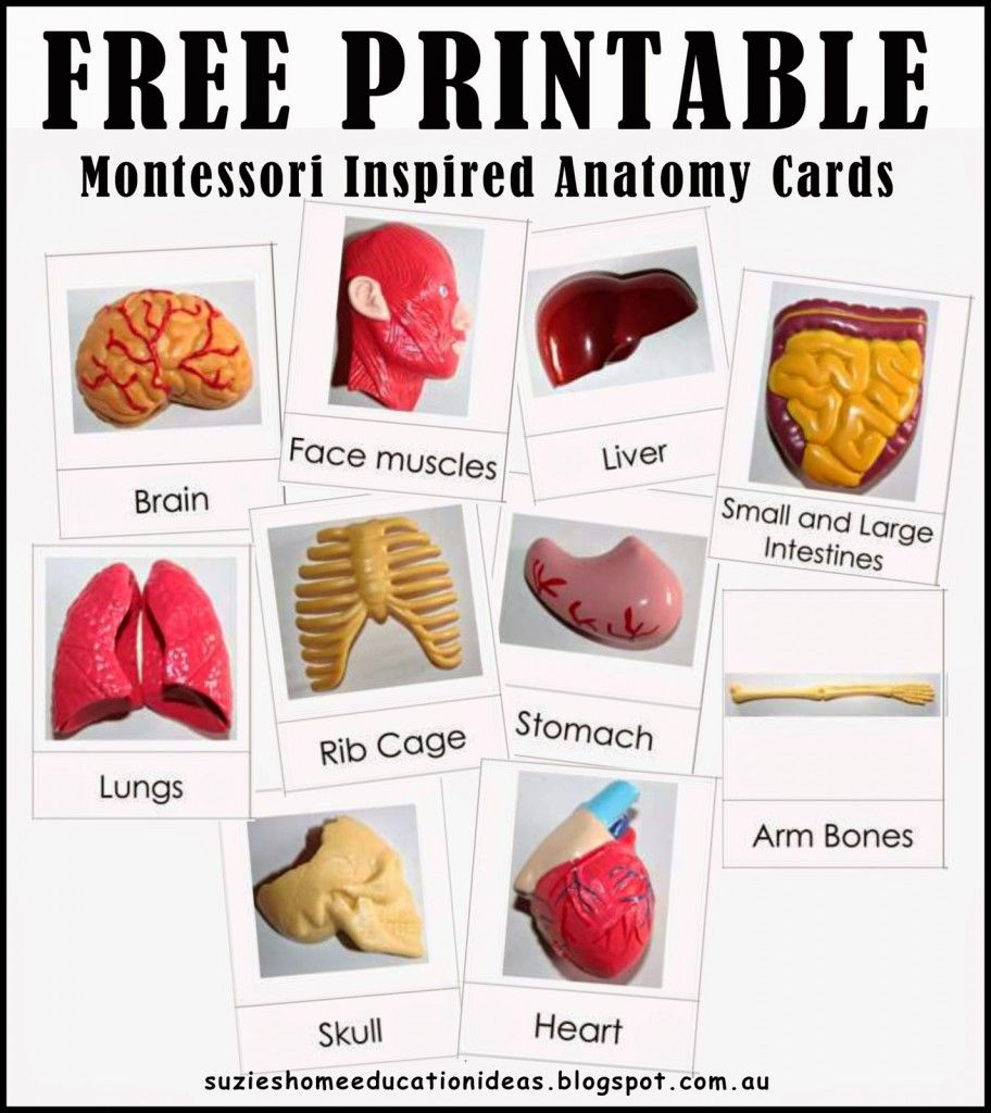 Free Printable Human Anatomy Cards | Science Resources For - Free Printable Anatomy Pictures