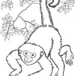 Free Printable Monkey Coloring Pages For Kids | Home Furniture   Free Printable Monkey Coloring Pages