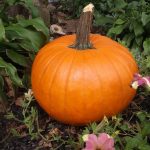 Free Pumpkin Carving Patterns And Stencils   The Pumpkin Lady   Hard Pumpkin Carving Patterns Free Printable
