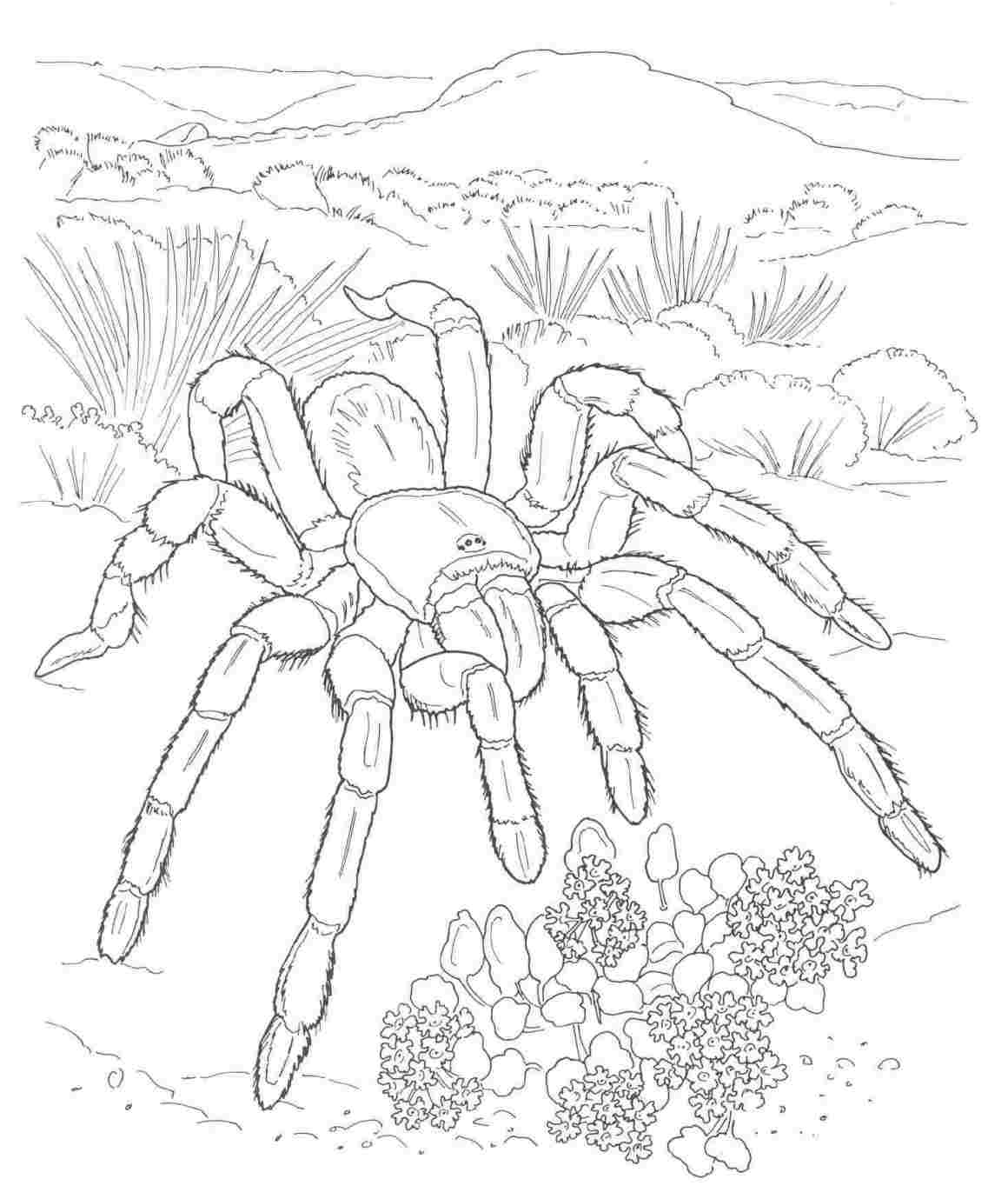 Free-Rhpinterestcom-Tartantula-Desert-Animals-And-Plants-Drawings - Free Printable Desert Animals