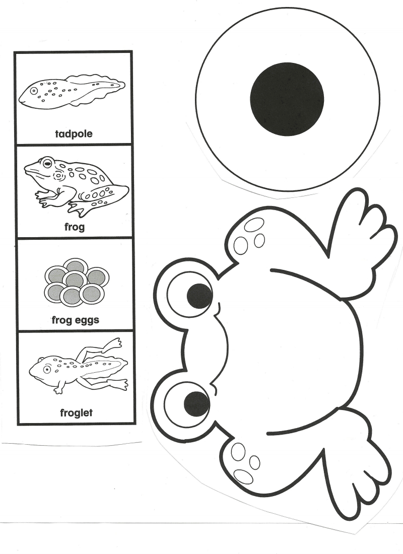 Frog Life Cycle.pdf - Google Drive | School Ideas | Pinterest | Frog - Life Cycle Of A Frog Free Printable Book