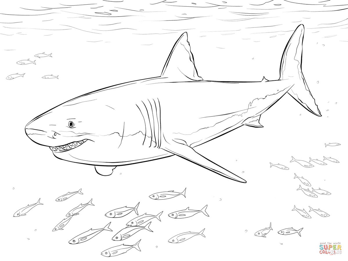 Great White Shark With Pilot Fishes Coloring Page | Free Printable - Free Printable Great White Shark Coloring Pages