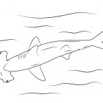Hammerhead Shark Coloring Page | Free Printable Coloring Pages   Free Printable Great White Shark Coloring Pages
