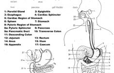 Human Anatomy Diagrams To Label | Human Anatomy Drawing | Digestive - Free Printable Human Anatomy Worksheets