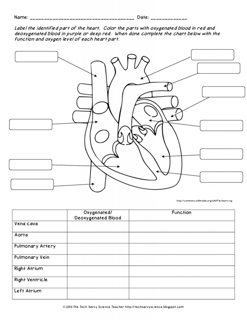 Human Anatomy Labeling Worksheets Human Body System Labeling - Free Printable Human Anatomy Worksheets