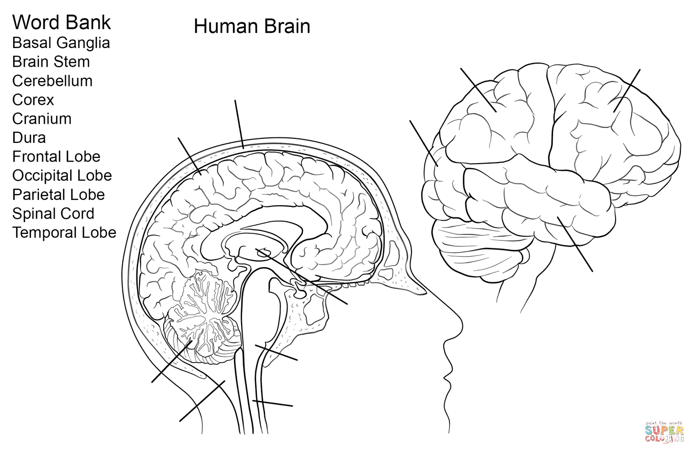 Human Brain Worksheet Coloring Page | Free Printable Coloring - Free Anatomy Coloring Pages Printable