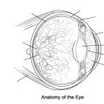 Human Eye Anatomy Worksheet Coloring Page | Free Printable Coloring   Free Printable Anatomy Pictures