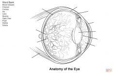 Human Eye Anatomy Worksheet Coloring Page | Free Printable Coloring - Free Printable Anatomy Pictures