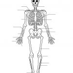 Human Skeleton Worksheet | Homeschool Science | Skeleton Anatomy   Free Printable Human Anatomy Worksheets