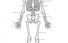 human skeleton worksheet homeschool science skeleton anatomy free printable human anatomy worksheets Human Skeleton Worksheet | Homeschool-Science | Skeleton Anatomy - Free Printable Human Anatomy Worksheets