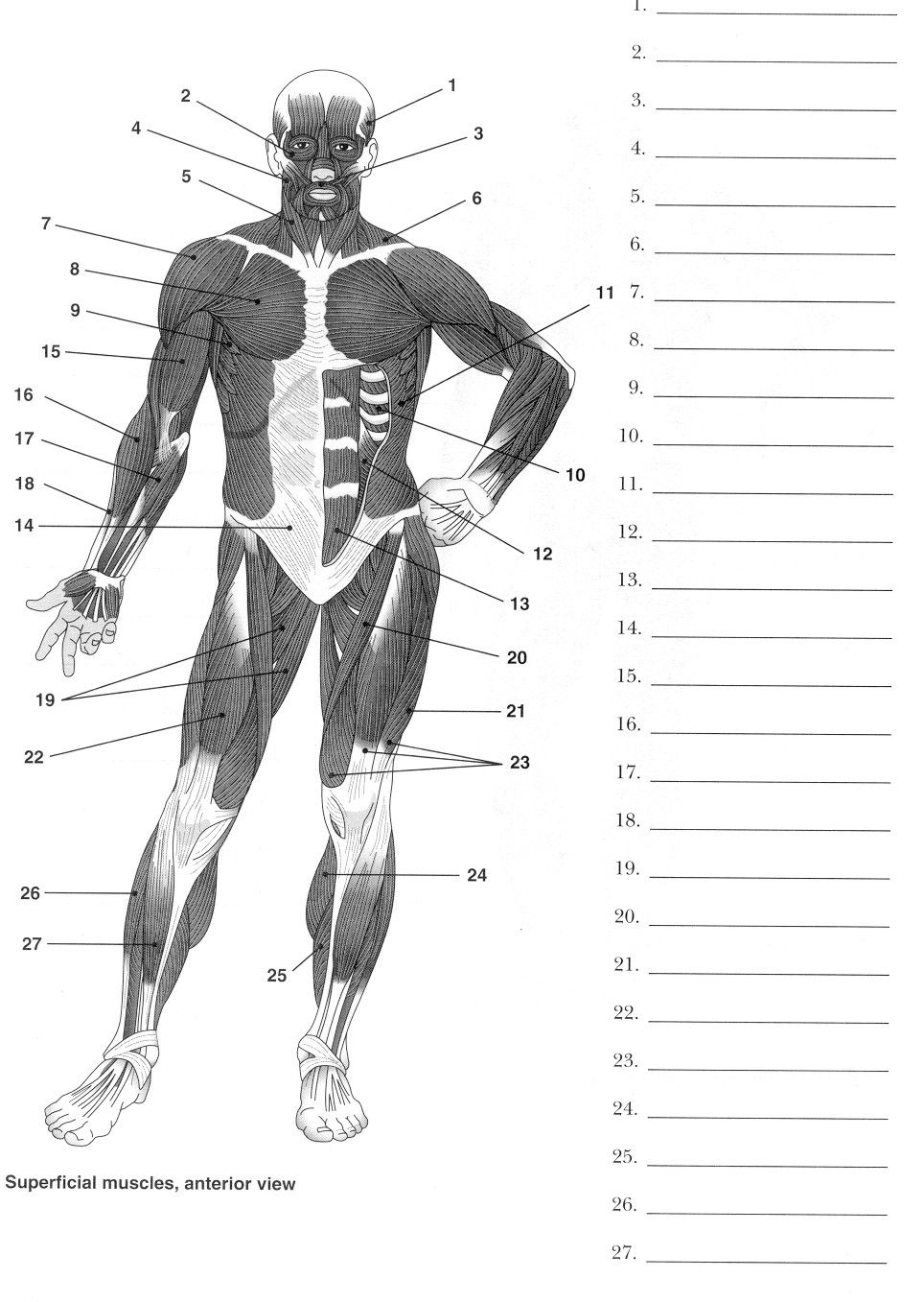 Label Muscles Worksheet | Body Muscles | Pinterest | Muscular System - Free Printable Muscle Flashcards