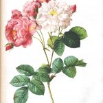 Loads Of Them!!! Free!!! Vintage Printable – Botanical – 7 | Vintage   Free Printable Roses