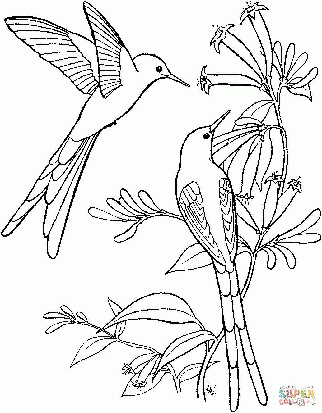 Long Tailed Sylph Hummingbird Coloring Page | Free Printable - Free Printable Pictures Of Hummingbirds