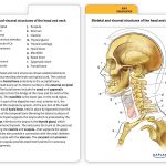 Muscle Anatomy Flash Cards And Anatomy Flash Cards Printable   Free Printable Muscle Flashcards
