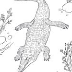 Nile Crocodile Coloring Page | Free Printable Coloring Pages   Free Printable Pictures Of Crocodiles