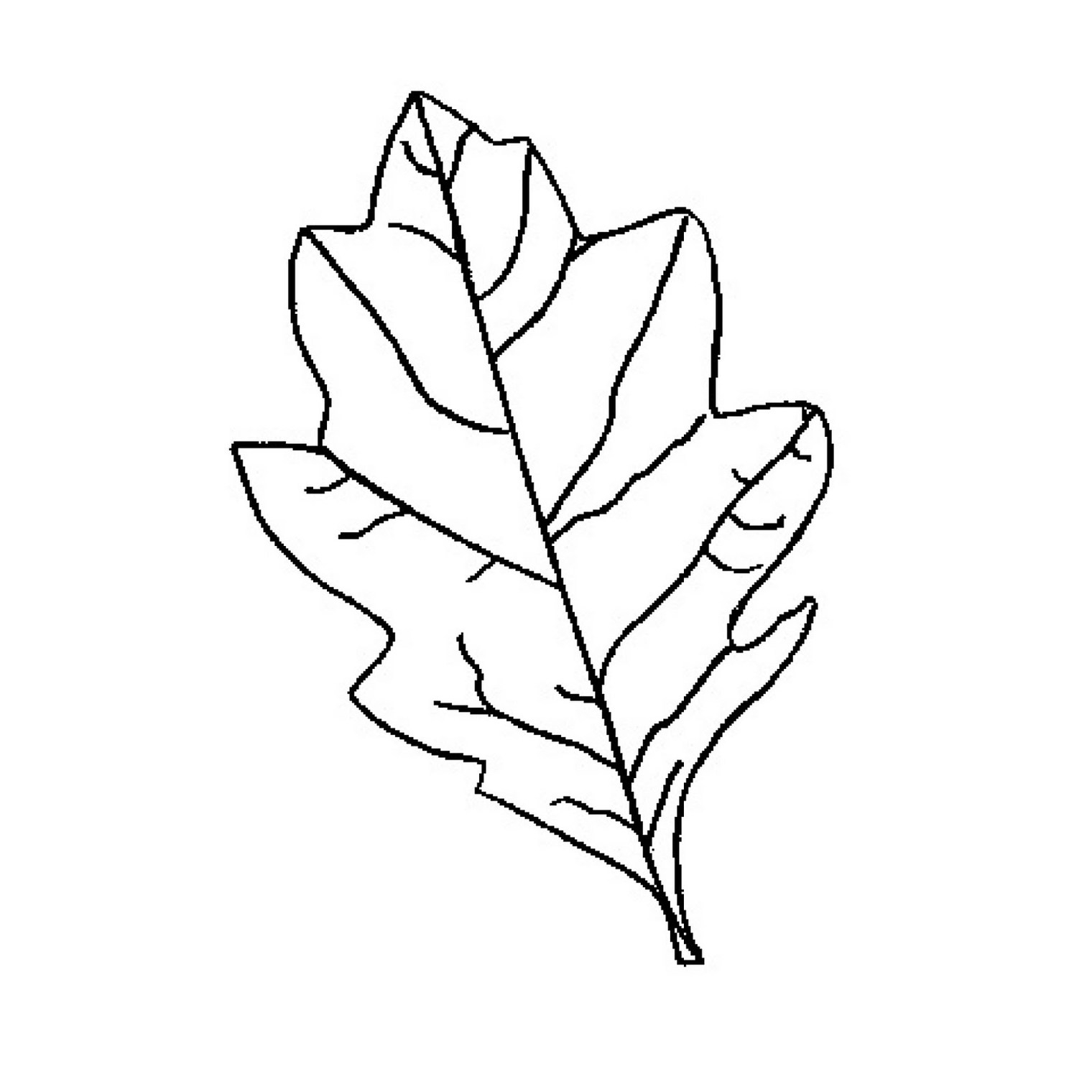 Oak Leaf Outline Group With 80+ Items - Free Printable Oak Leaf Patterns