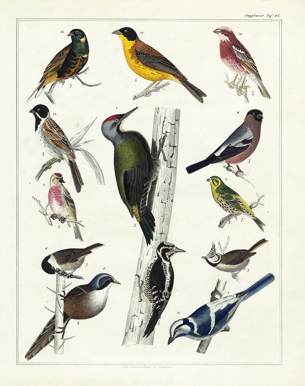 Over 25 Free Vintage Bird Printable Images | Remodelaholic #art - Free Printable Images Of Birds